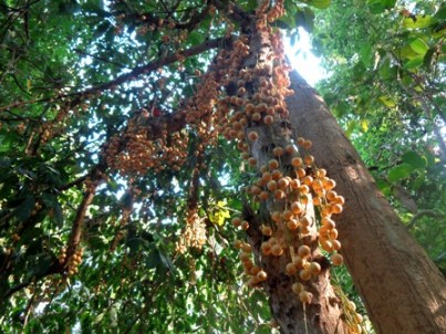 walking eco walk trek cambodia