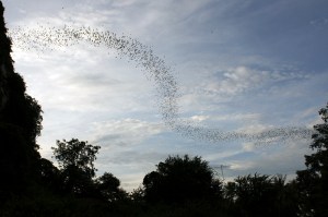 siem reap, cambodia, siem reap motorbike tours,cambodia motorbike tours, things to do in siem reap, floating villages cambodia, visit cambodia, siem reap jeep tours, cambodia jeep tours, jeep cambodia, siem reap tour, tours from siem reap, siem reap day trips, day tours from siem reap, visit siem reap, siem reap half day, kulen mountain, angkor wat, angkor thom, temple guides, cambodia adventure, siem reap activities, tours of angkor wat, angkor wat tours, cambodia temples, bike tour siem reap, siem reap countryside, what to do in siem reap, beantei srei, beng mealea temple, cambodia day tours, where to visit in siem reap, cambodia motorcycle, angkor tours,